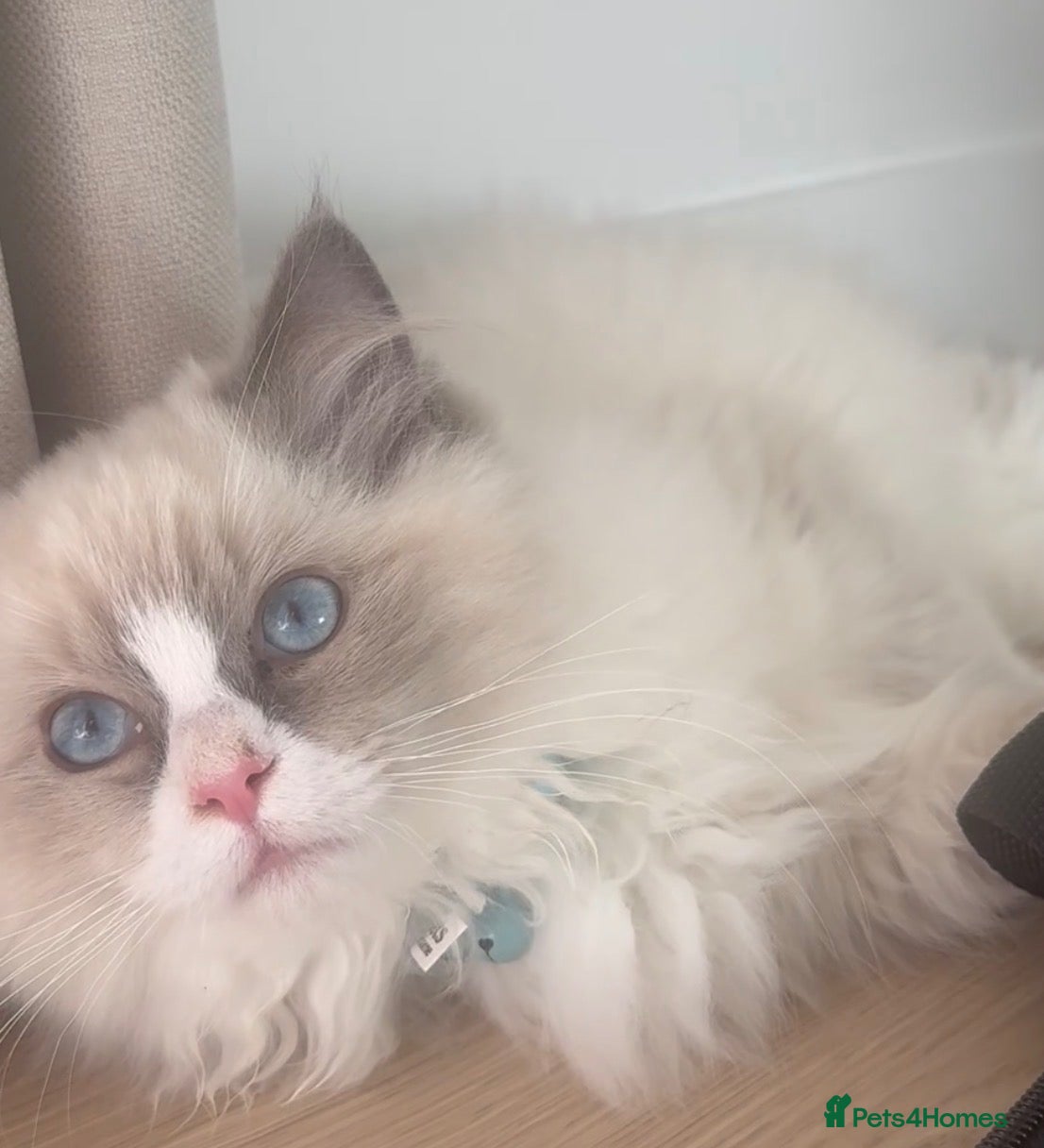 Ragdoll cats for sale: Ragdoll kitten with his scratcher and other things - Advert 10