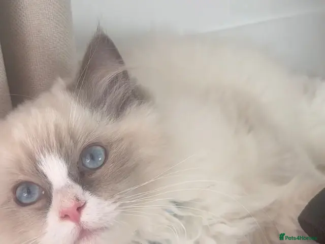 Ragdoll cats for sale: Ragdoll kitten with his scratcher and other things - Advert 9