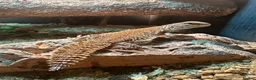 Lizard reptiles for sale: Moroccan Uromastyx lizard with full set up  - Advert 3