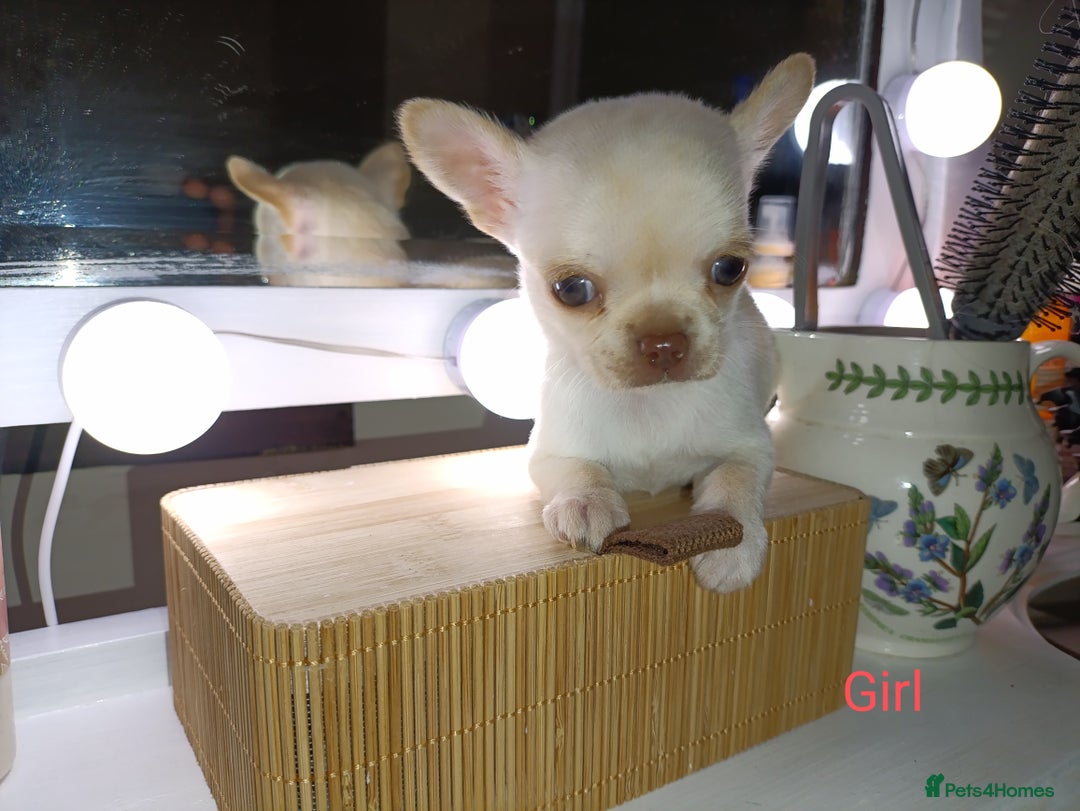 Chihuahua dogs for sale: 1 boys 3 girl pedigree chihuahua - Advert 4