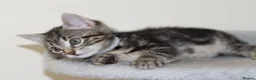 Mixed Breed cats for sale: Adorable Kittens Ready Soon - Advert 24