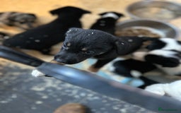 Mixed Breed dogs for sale: Kelpie x Border Collie pups available for new home - Image 5