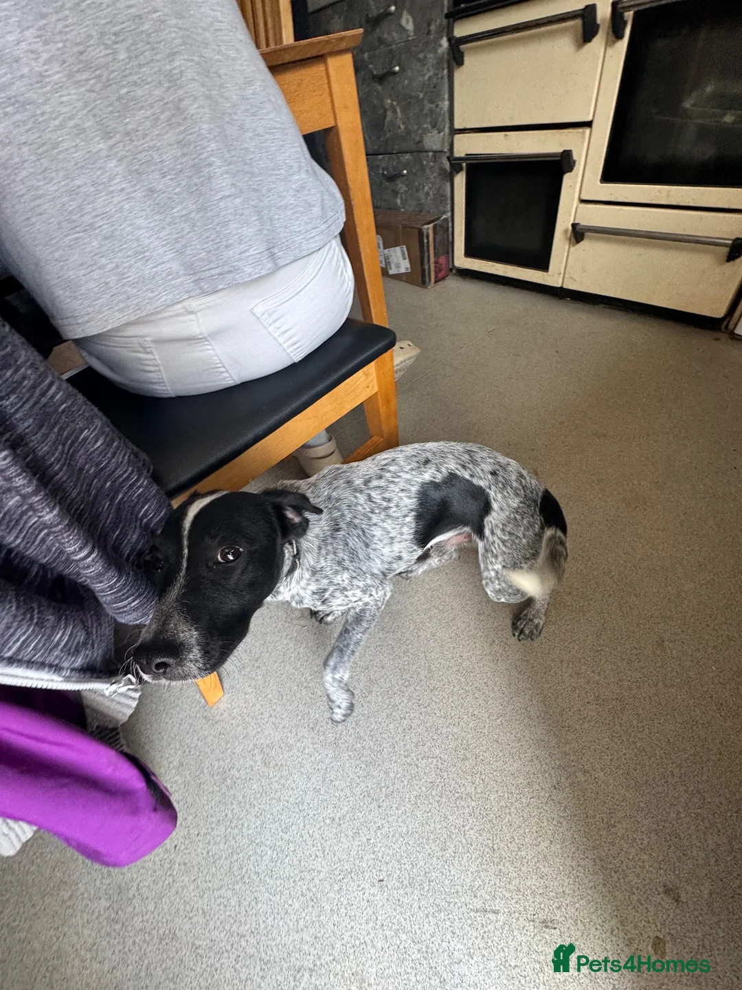 Mixed Breed dogs for sale: Turbo  in Plymouth - Advert 1