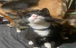 Mixed Breed cats for adoption: Lovely young cat looking for forever home  - Image 3
