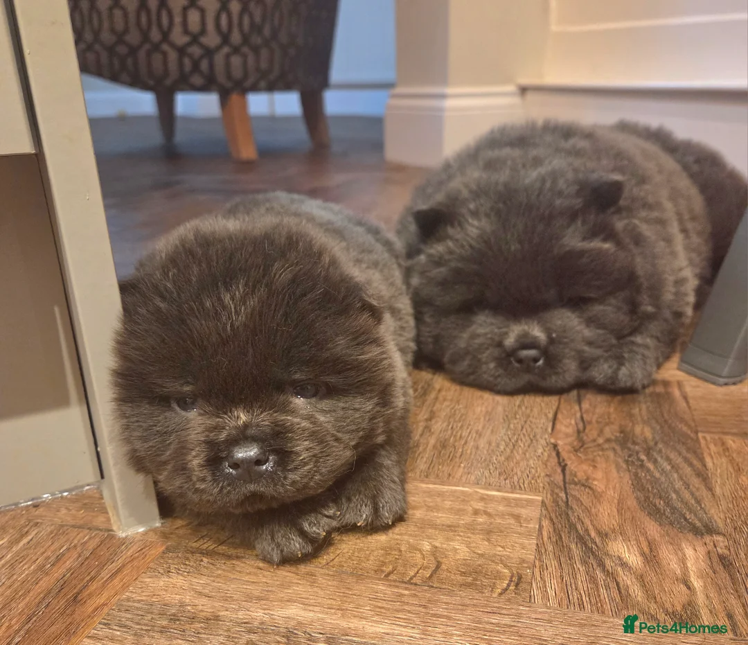Chow Chow dogs for sale: Chow chow puppies  - Advert 4