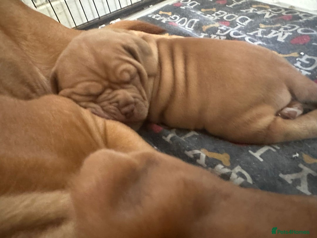 Dogue De Bordeaux dogs for sale: Ready to leave!!! Last boy - Advert 6
