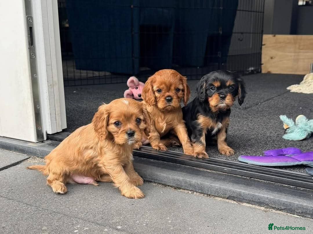 Cavalier King Charles Spaniel dogs STUNNING CAVALLIER KING CHARLES  - Advert 1
