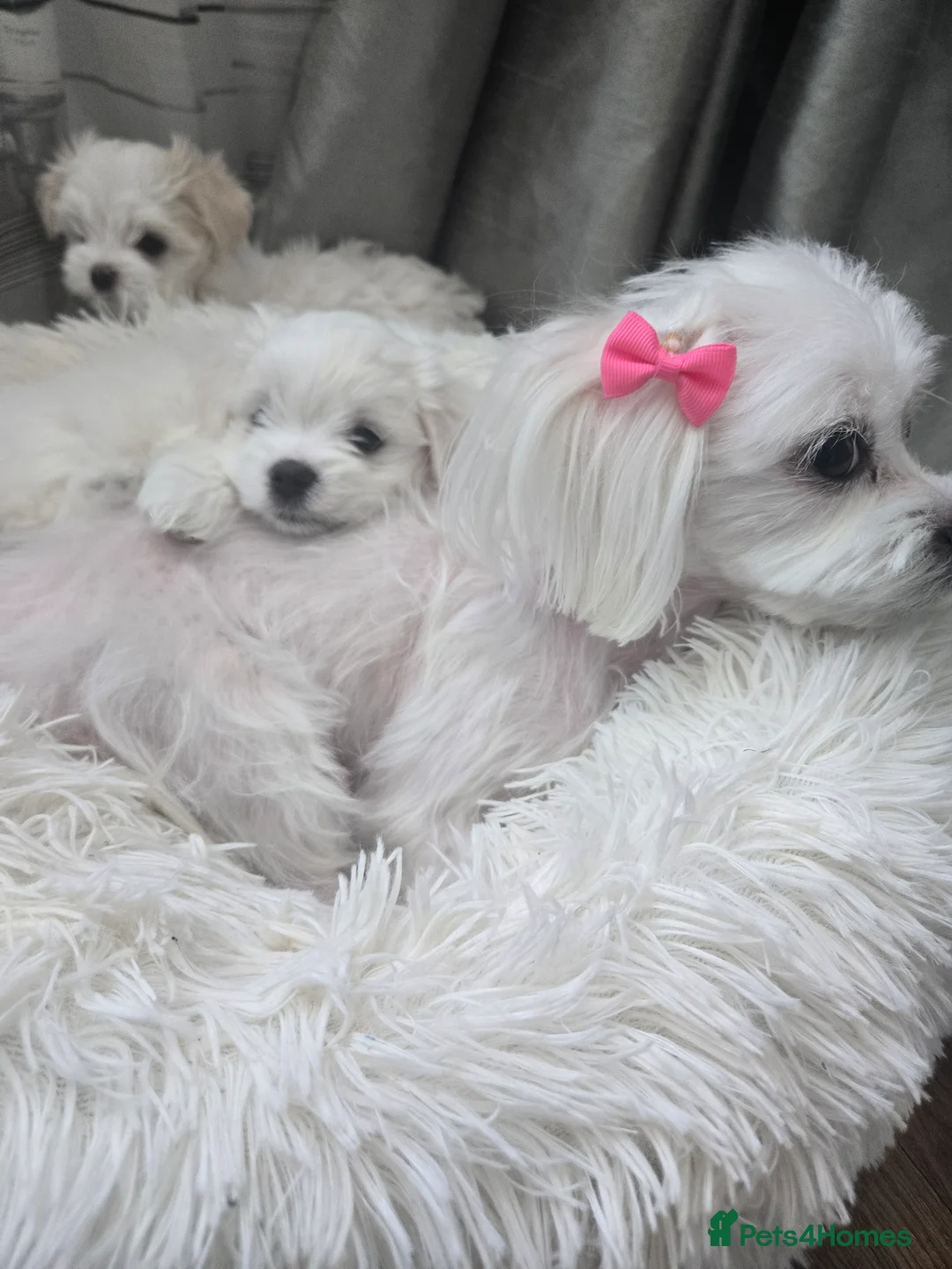 Maltese dogs for sale: Stunning Maltese puppies  in Chelmsford - Advert 13