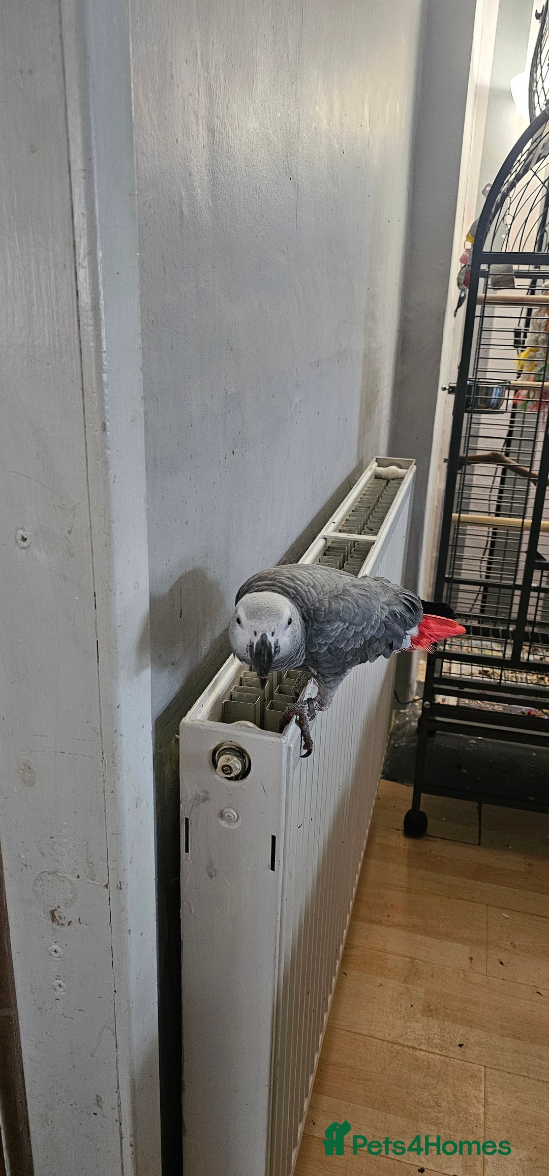 Parrots birds for sale: African Grey Parrot  - Advert 4