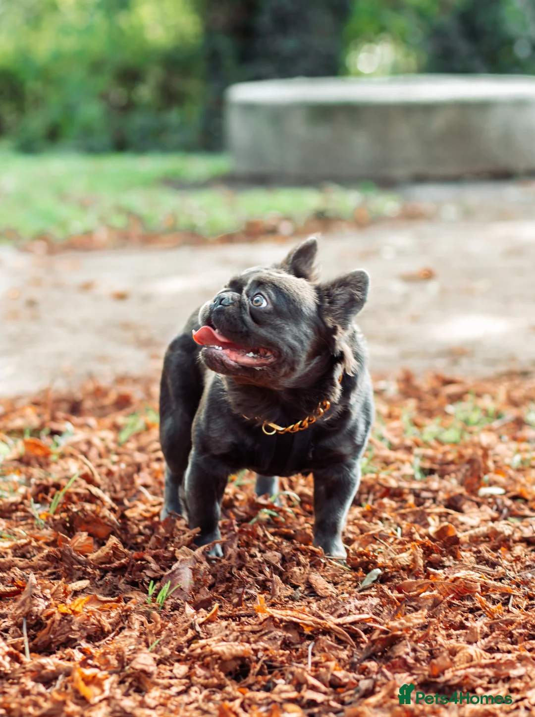 French Bulldog dogs for stud: 🔥🔥 PROVEN L1 & L4 BLUE VISUAL FLUFFY STUD 🔥🔥 in Feltham - Advert 9