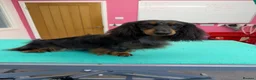 Miniature Dachshund dogs for stud: Silver dapple miniature longhaired dachshund stud - Advert 1