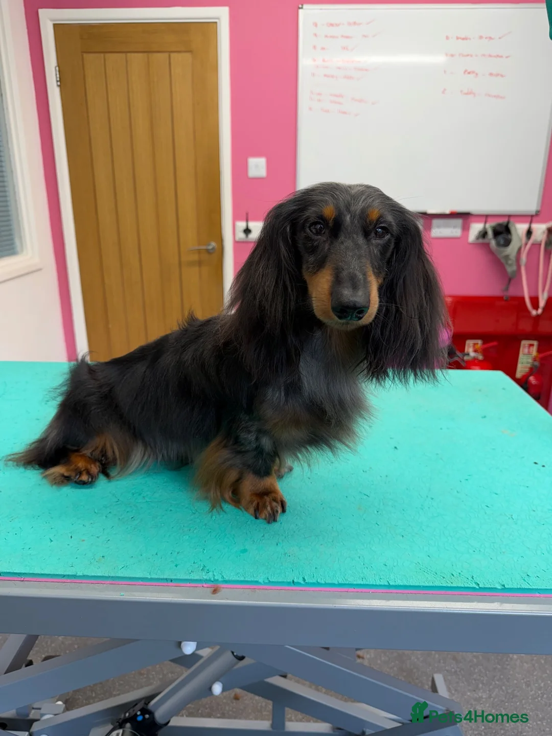 Miniature Dachshund dogs for stud: Silver dapple miniature longhaired dachshund stud - Advert 1