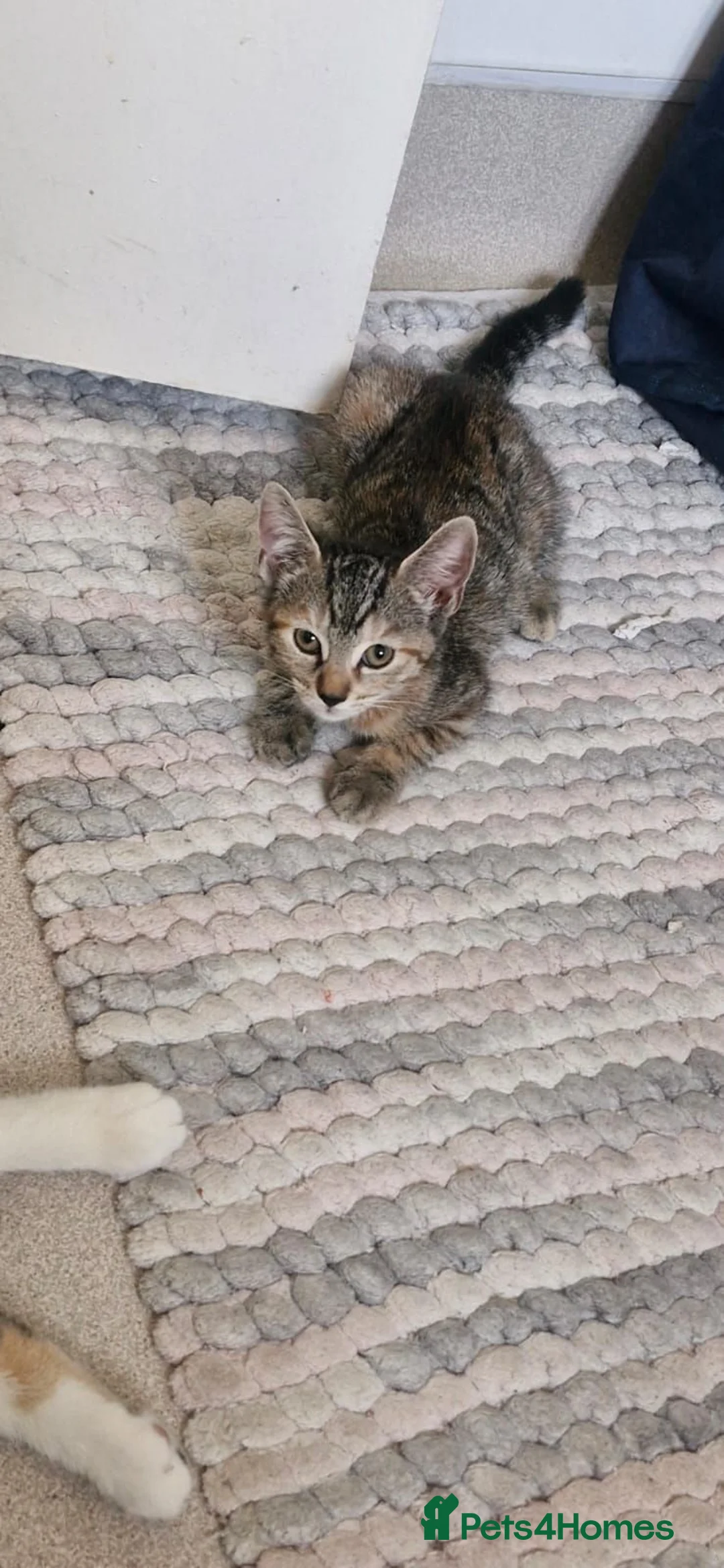 Mixed Breed cats for sale: Kittens for Sale – Ready for Their Forever Homes  - Advert 2