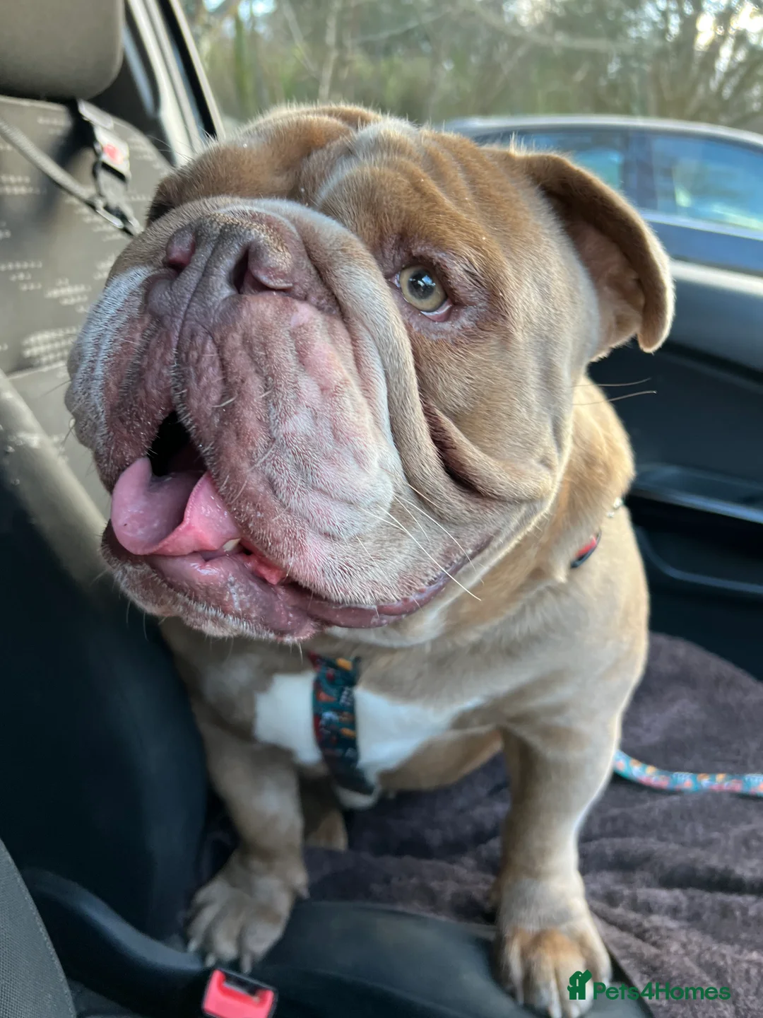 Mixed Breed dogs for sale: Odie - Olde english bulldog  - Advert 2