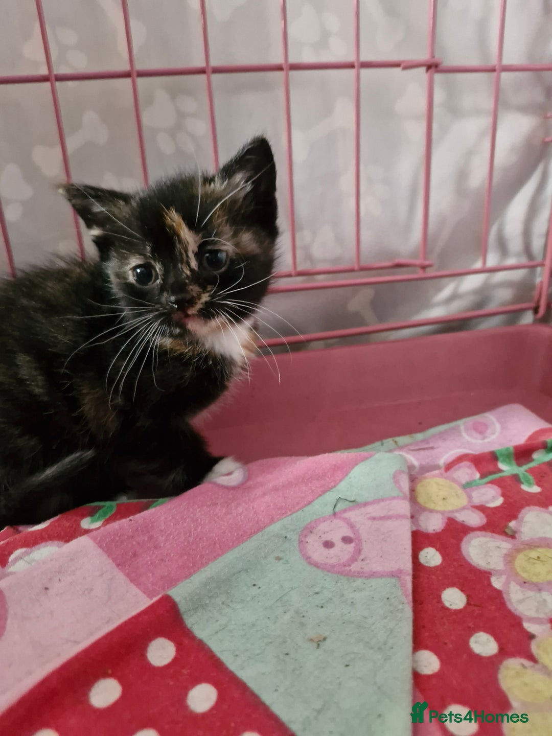 Mixed Breed cats for sale: 4 beautiful moggie girls  - Image 4