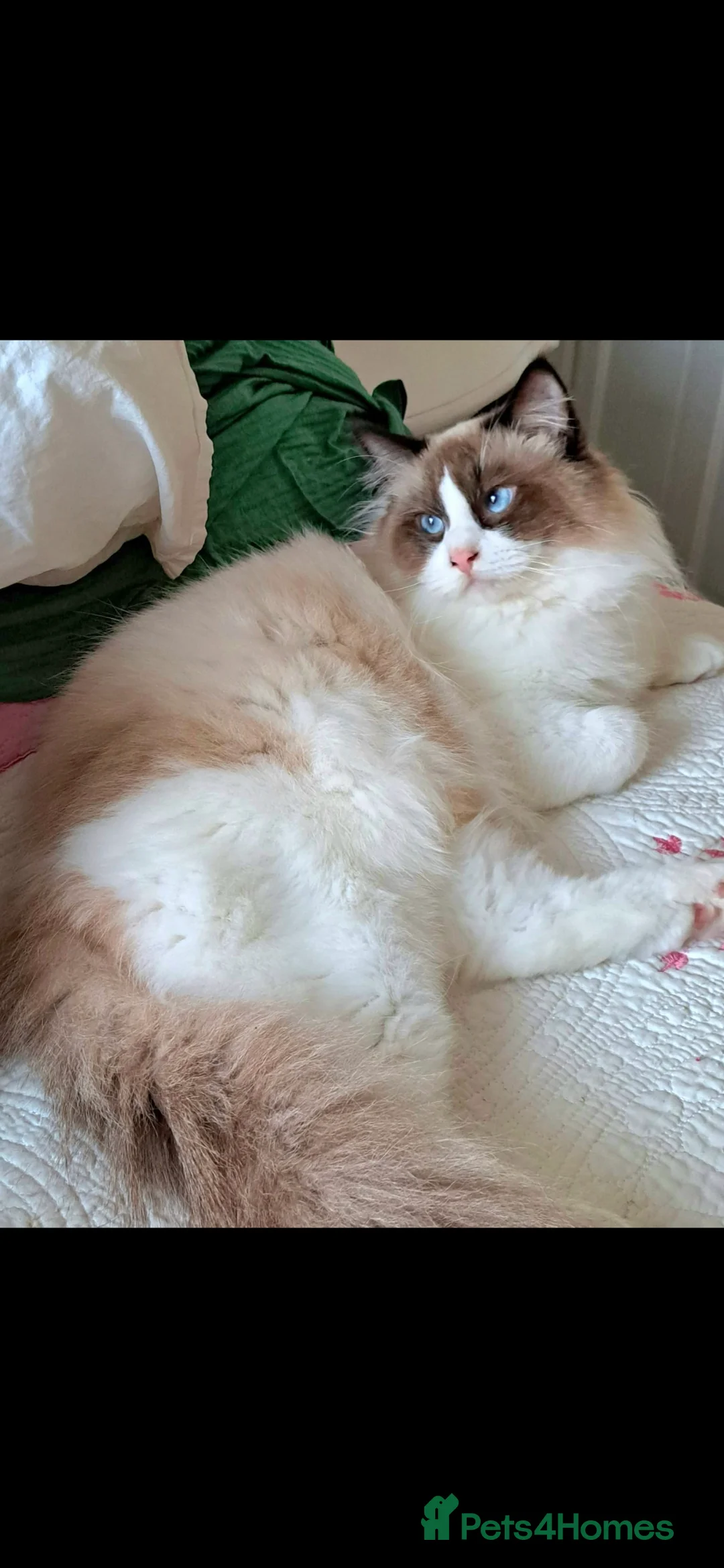 Ragdoll cats for sale: Premium Seal Bicolour  Ragdoll Boys 💖💖💖 - Advert 4
