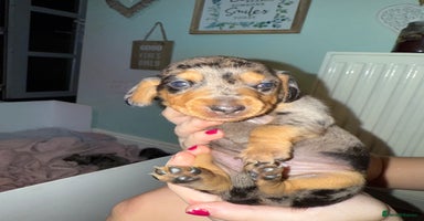 Dachshund dogs - Advert 2