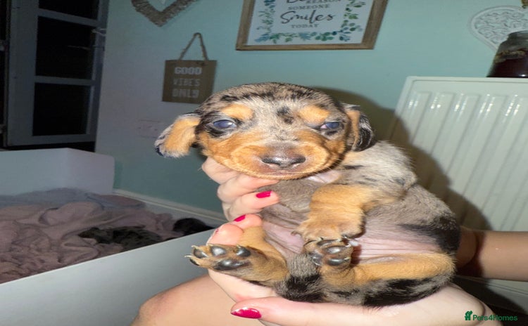 Dachshund dogs - Advert 1