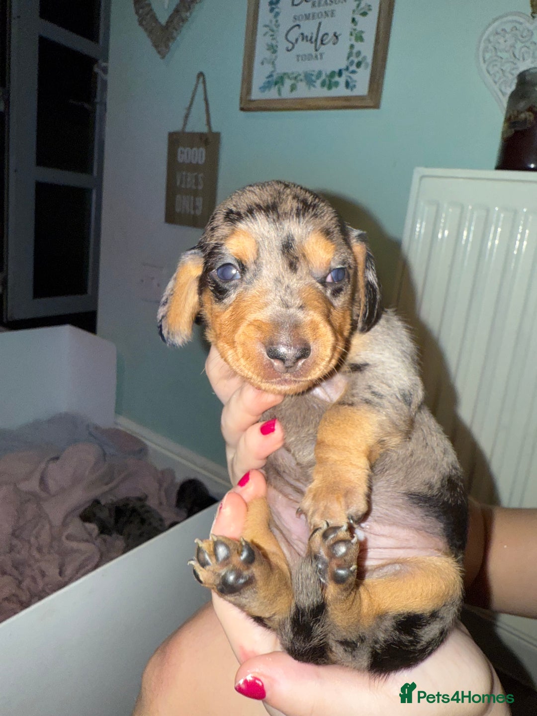 Dachshund dogs for sale: Dapple Dachshund Puppies - Image 1