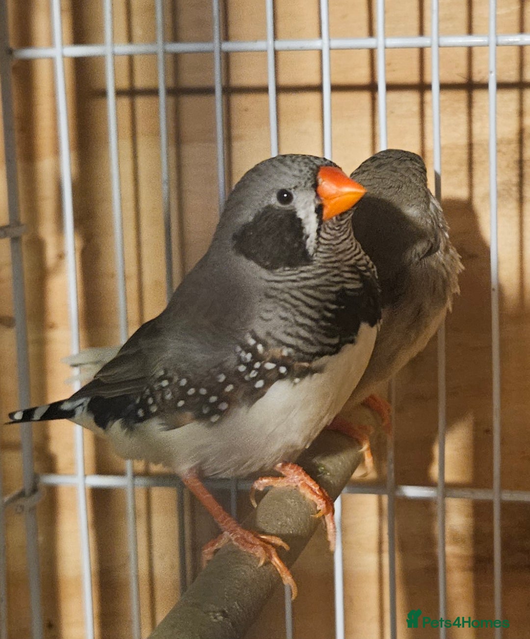 Finches birds for sale: Goldfinches, Bengalese finches & Zebra Finches - Advert 23