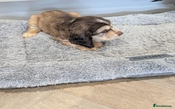 Cocker Spaniel dogs for sale: Show type cocker spaniel  - Image 21