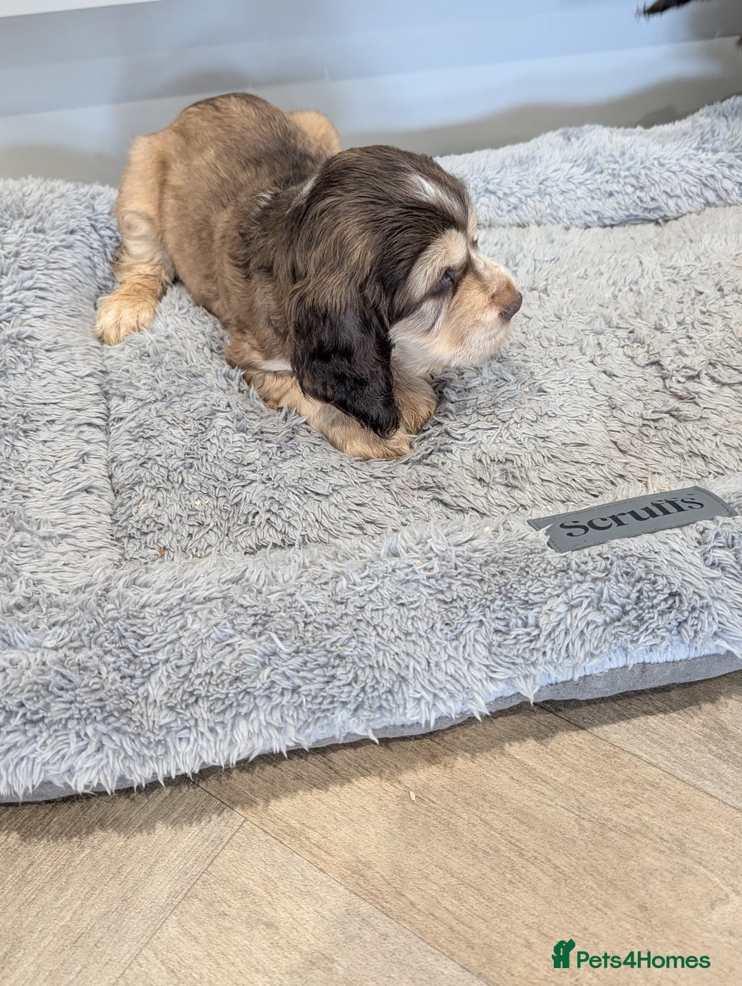 Cocker Spaniel dogs for sale: Show type cocker spaniel  - Image 21