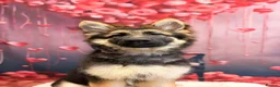 German Shepherd dogs for sale: German Shepard 9 month old puppy  - Advert 2