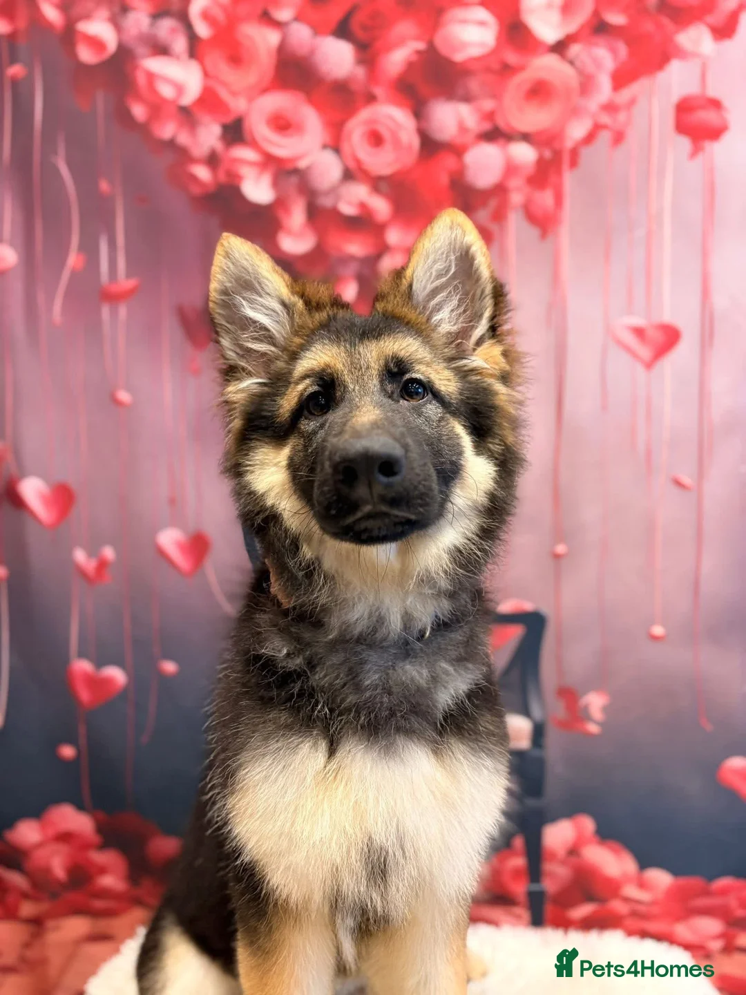 German Shepherd dogs for sale: German Shepard 9 month old puppy  - Advert 2