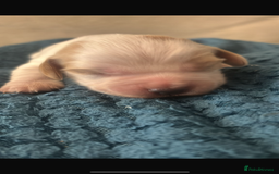 Sprocker dogs for sale: Sprocker spaniel pure bred puppies - Image 6