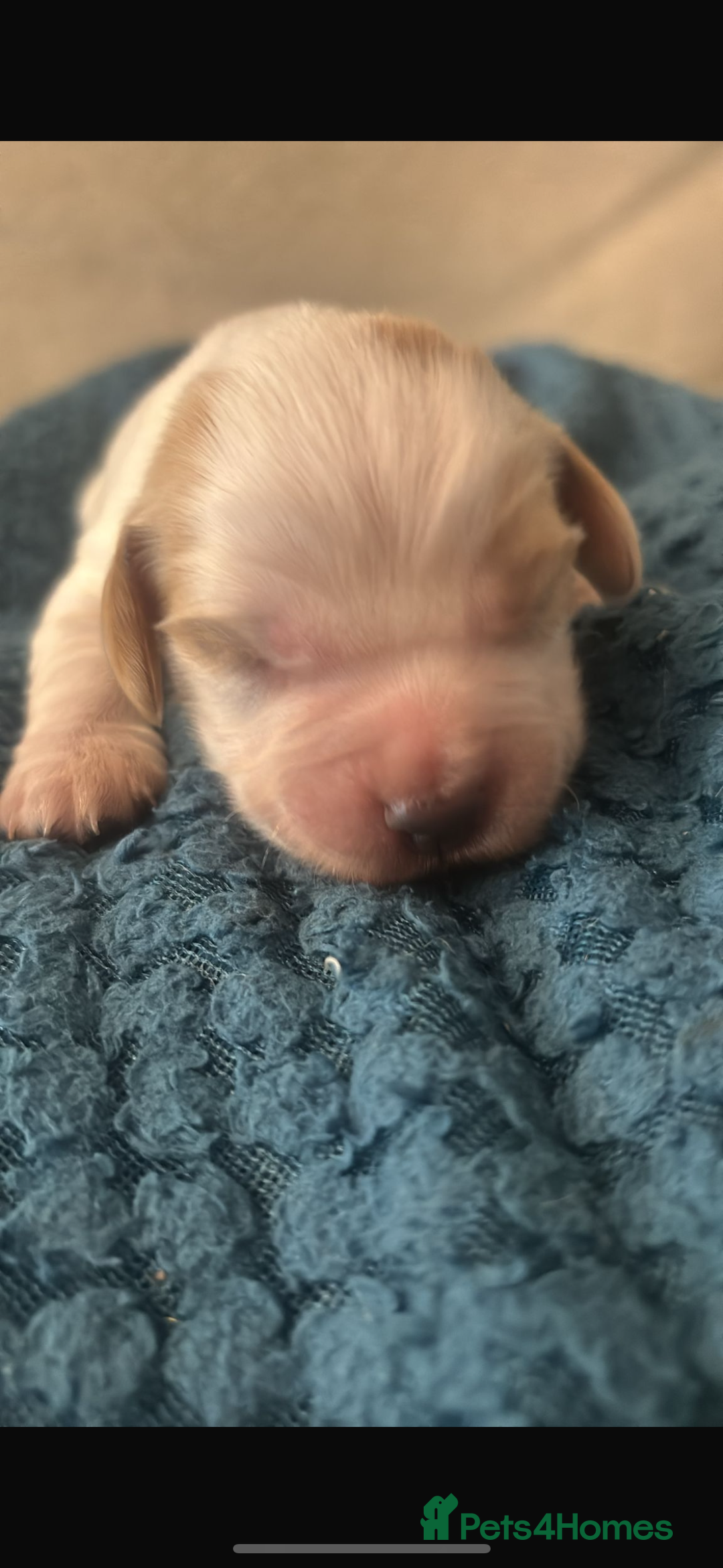 Sprocker dogs for sale: Sprocker spaniel pure bred puppies - Image 6