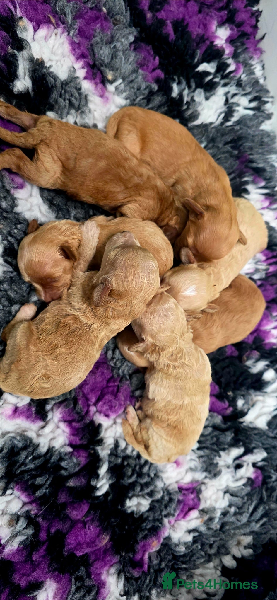 Cavapoochon dogs for sale: Exquisite Health Tested Cavapoochon Puppies  - Advert 12