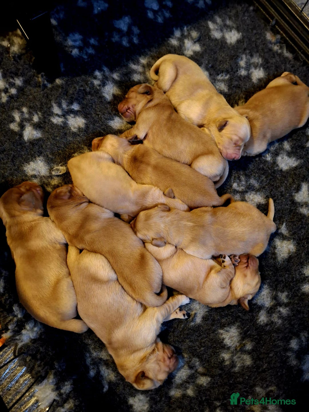 Golden Retriever dogs for sale: 🐶 Dark Golden retriever puppies 🐶 - Advert 2