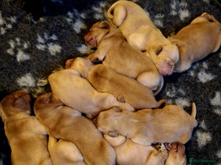 Golden Retriever dogs 🐶 Dark Golden retriever puppies 🐶 - Advert 2