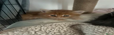Ragcoon 1 orange (george)