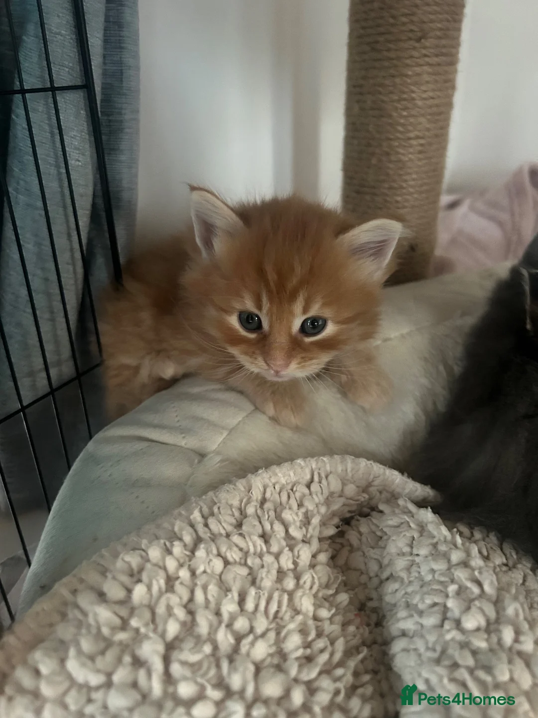 Maine Coon cats for sale: 4 ragcoon kittens 4 weeks old as of today  in Welshpool - Advert 8