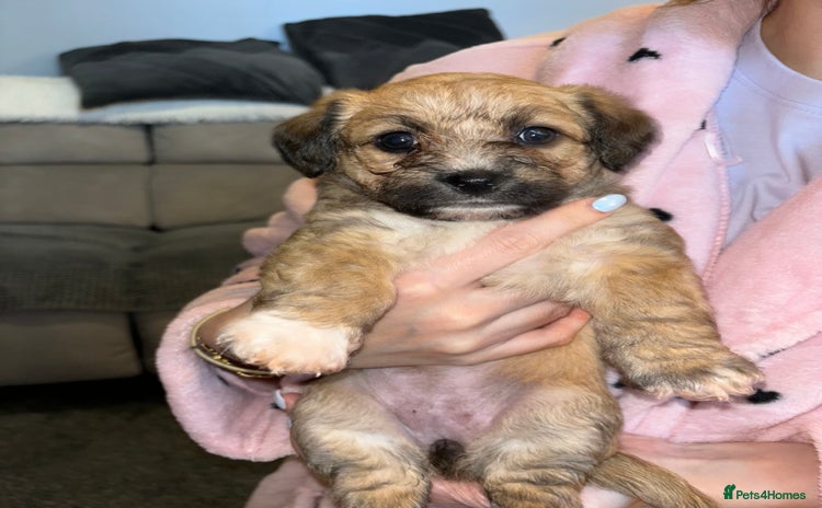 Mixed Breed dogs - Advert 6