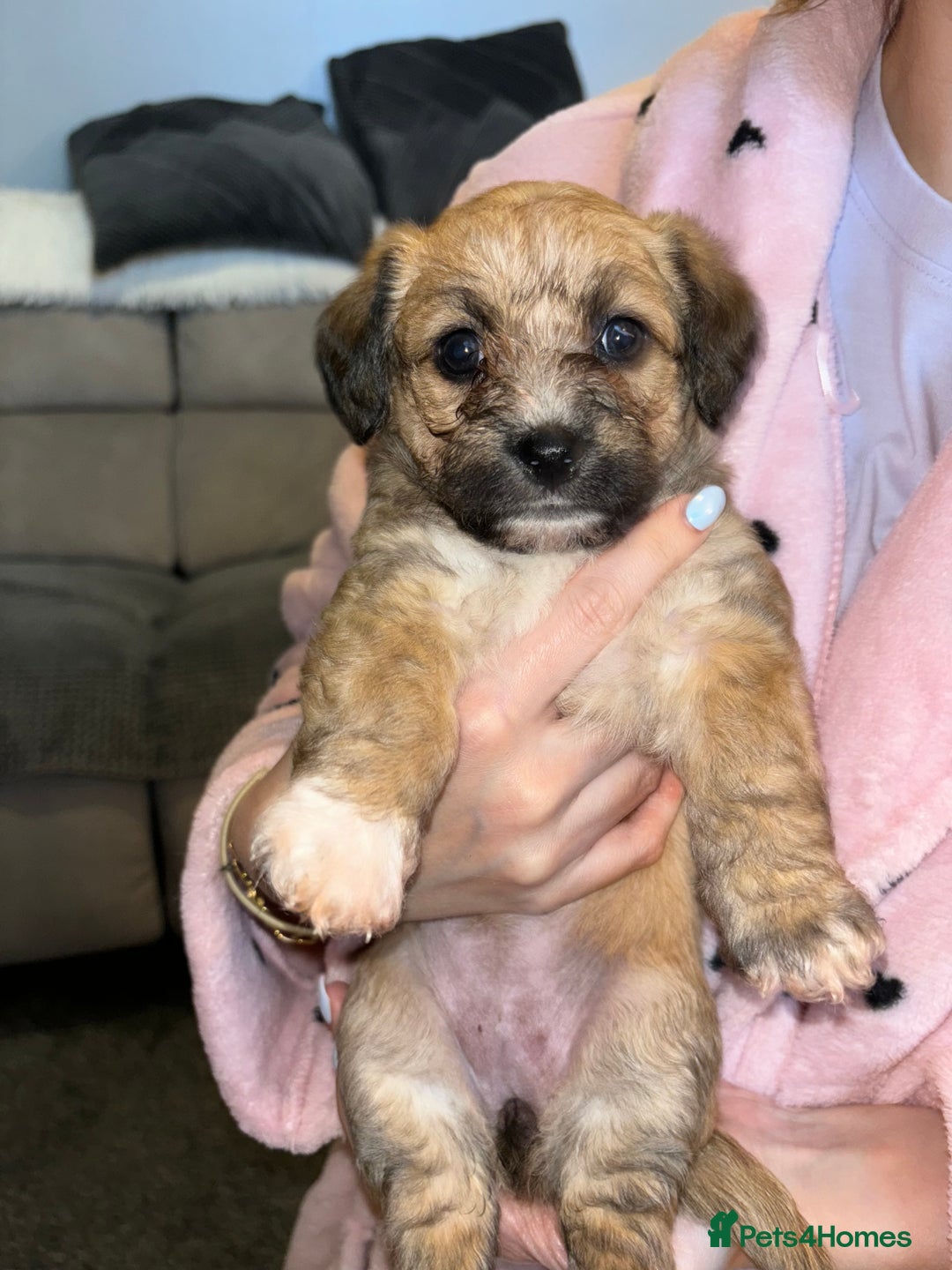 Mixed Breed dogs for sale: Jackie Bichon Pups - Image 1