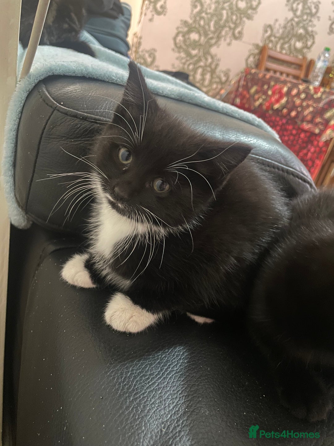 Domestic Shorthair cats for sale: Cheap Kittens for sale - Image 4