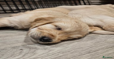 Golden Retriever dogs - Advert 1