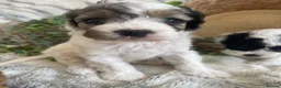Cavapoo dogs for sale: THERAPY RAISED DNA TESTED CAVAPOOS  - Advert 2