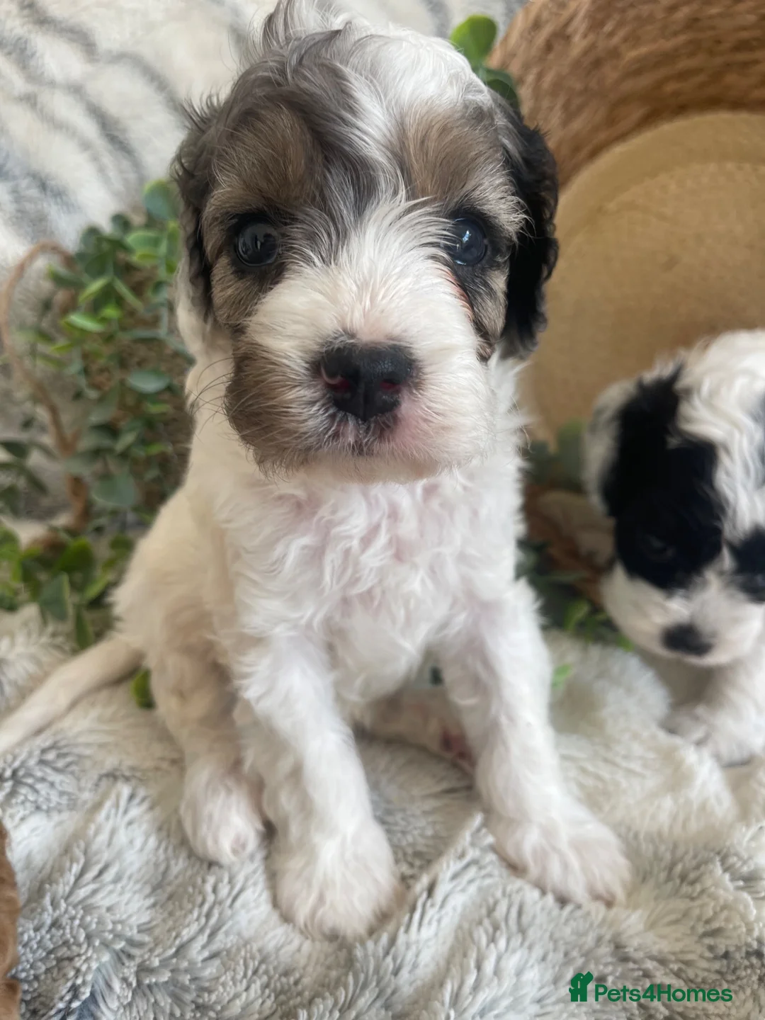 Cavapoo dogs for sale: THERAPY RAISED DNA TESTED CAVAPOOS  - Advert 2