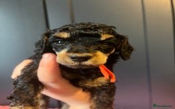 Poodle dogs for sale: Phantom Poodle puppies  - Image 9