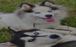 Pomsky dogs for stud: Stunning Pomsky F3 available for stud - Image 4
