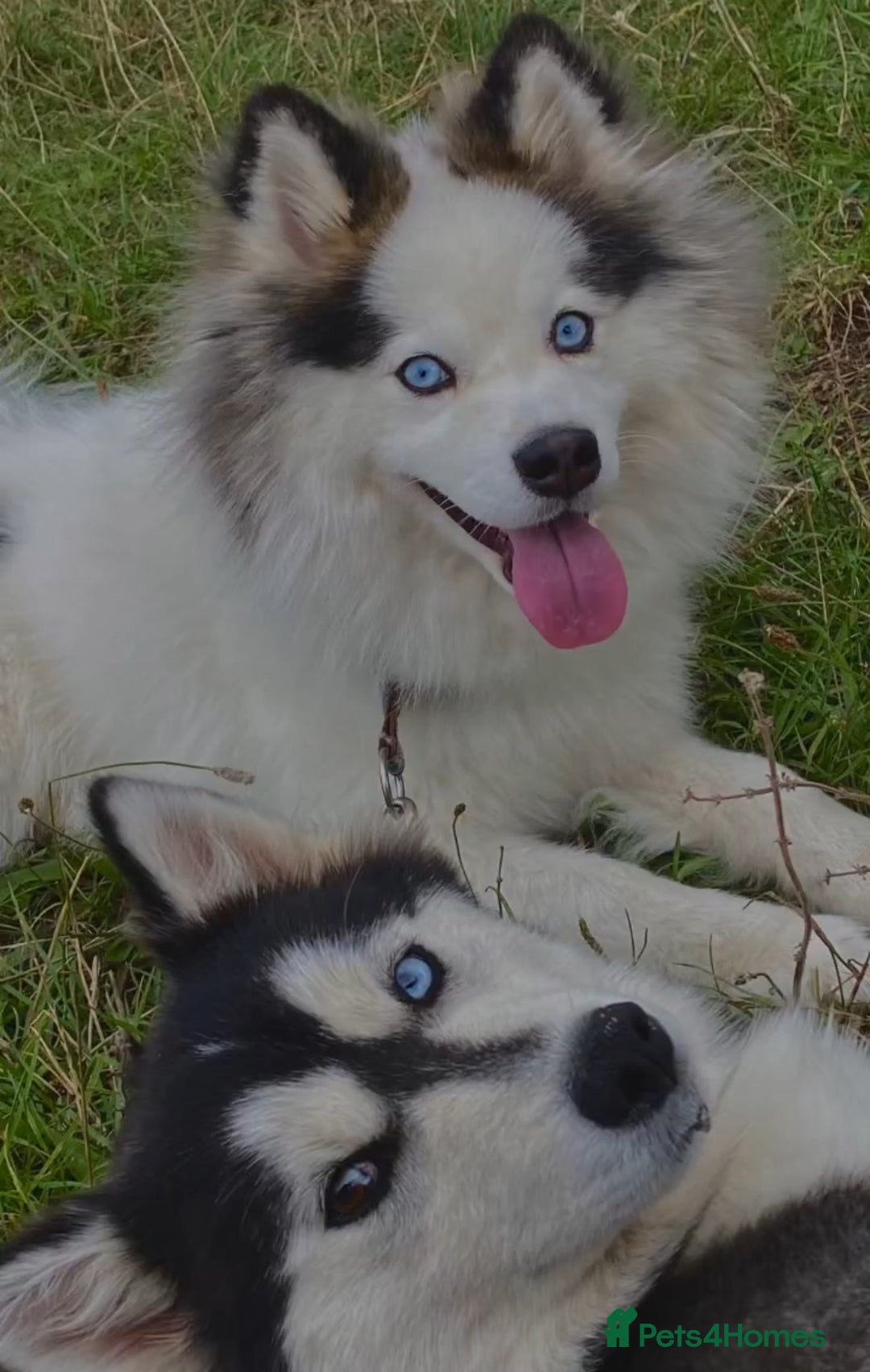 Pomsky dogs for stud: Stunning Pomsky F3 available for stud - Image 4