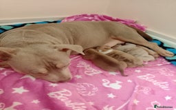 American Bully dogs for sale: Pocket bully  - Image 5