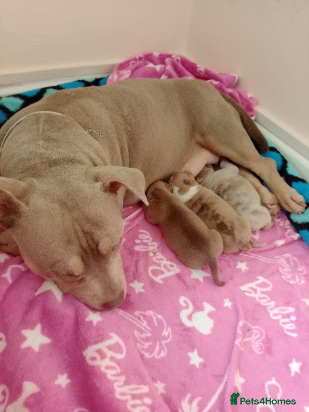American Bully dogs for sale: Pocket bully  - Image 5
