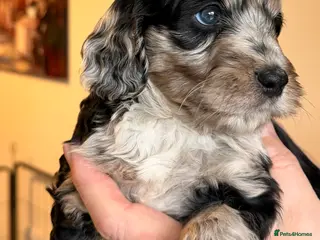 Cockapoo dogs F1 Cockapoo Puppies - Advert 16