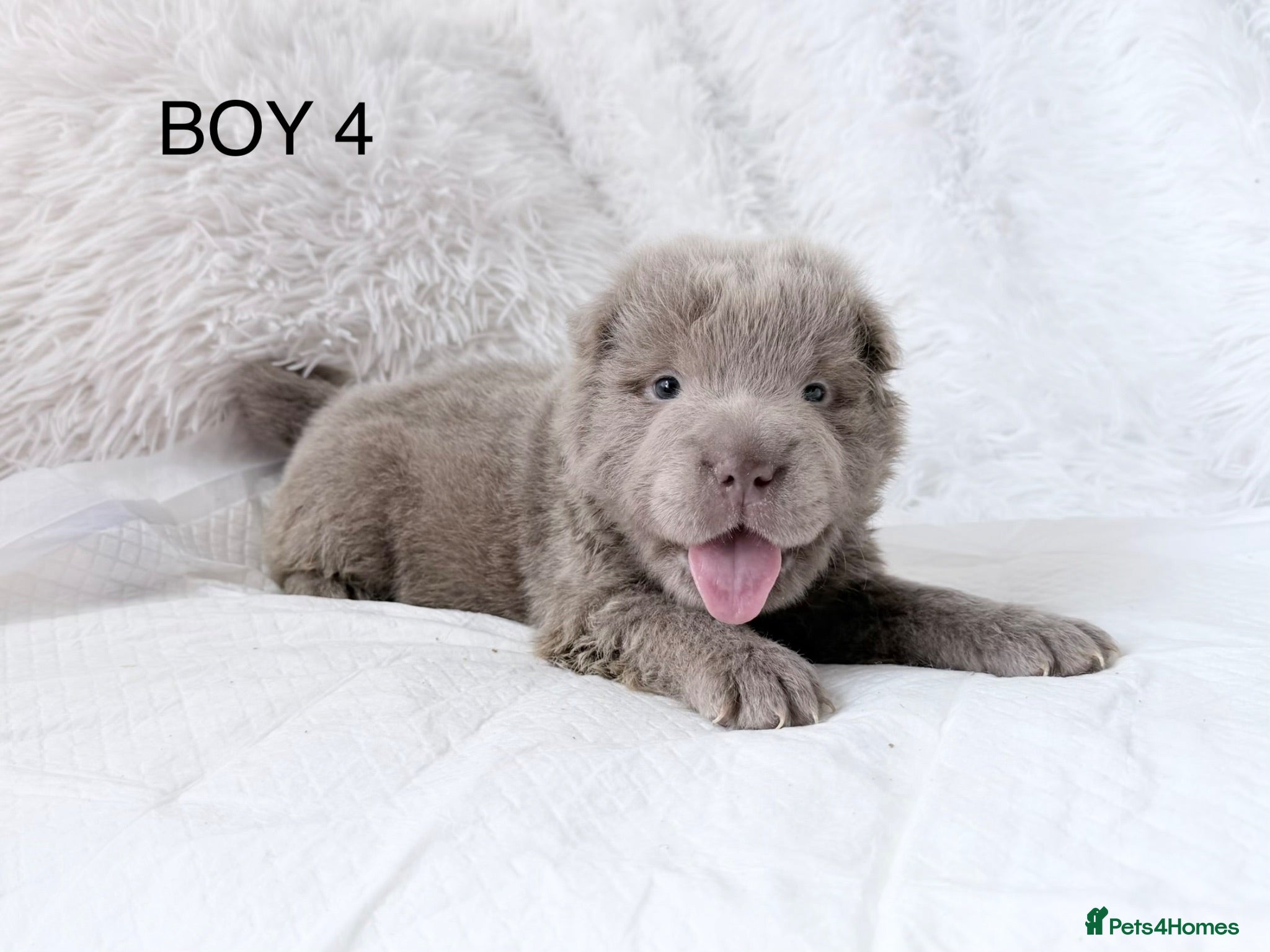 Shar Pei dogs ⭐️ Fifty Shades Of Lilac Shar pei Pups ⭐️ - Advert 7