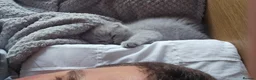 Scottish Fold cats for sale: Scottish fold  - Advert 12