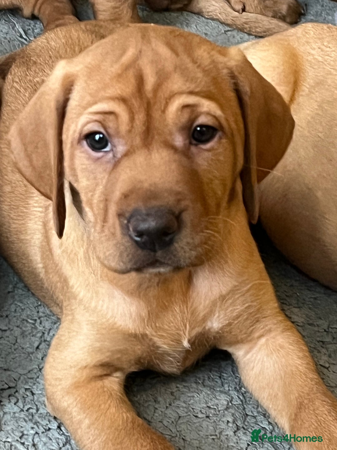 Mixed Breed dogs for sale: HUNGARIAN VIZSLA x FOX RED LABRADOR  - Advert 10